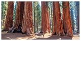 150 Samen Mammutbäume im Set 3 Vers. Sorten Je 50 Samen Wald Baum Zierpflanze Redwood