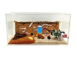 Anthillshop. Ameisenfarm aus natürlichem Acryl, inklusive Ameisen, 20-30 Ameisen.