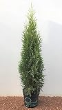 Thuja occidentalis 'Smaragd' 60–80 cm – Immergrün, Winterhart, Pflegeleicht – Lebensbaum – Heckenpflanze für Garten & Sichtschutz