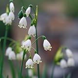 märzenbecher kaufen, minigarten decoration balkon winterharte kübelpflanzen herbstpflanzen winterhart blühend gartendeko für draußen blumenwiese blumenzwiebel frühlingsblumen geschenk 8zwiebeln