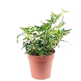 Gemeiner Efeu grün - pflegeleichte Zimmerpflanze, Hedera helix - Höhe ca. 15 cm, Topf-Ø 9 cm