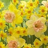 LIUGCD Winterhart pflanzen, Lebende Pflanzen,Mysteriöse magische Glühbirne, Blumenzwiebel Mix-2 Narzissen knolle-B