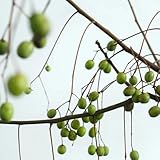 neembaum neem, niembaum baumsamen, frühlingsblumen winterharte kübelpflanzen, hecken minigarten, winterhart blühend bonsaibaum züchten 300samen