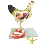 DFGHNBVC Anatomische Modelle Von Tieren Und Geflügel, Anatomische Modelle Von Geflügel, Nutztierorgane, Eingeweide Und Muskeln Zum Erlernen Von Geflügel Und Nutztieren