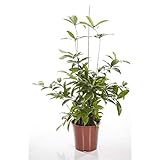 Drachenbaum 40 cm - Dracaena Surculosa Zimmerpflanze für Innenräume - Pflegeleicht, Luftreinigend, Dekorativ, Perfekt für Wohnzimmer, Büros & Schlafzimmer