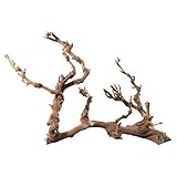 Hobby Terraristik Weinreben Wurzel Jumbo I ca. 50-70 cm I Sandgestrahlt