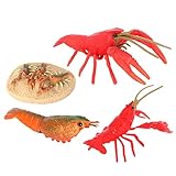 CVUTOVO 1Satz Kreatives Krebse Wachstumszyklus Spielzeugset Bildungsbedarf für Kognitive Figuren Lebendige Hummer Modelle für Lernaktivitäten Biologisches Verständnis und