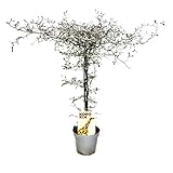 Exotenherz Corokia cotoneaster - Zick-Zack-Strauch - Schnurbaum