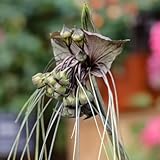 fledermausblume samen, garten, winterharte kübelpflanzen hochbeet, outdoor pflanzen kübelpflanzen, balkongewächshäuser, garten blumen samen, balkonblumen plants, samen 20pcs