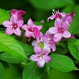 weigeliesamen winterharte garten weigelie steingartenpflanzen schattenpflanzen gartenblumen kräuterpflanzen 70pcs