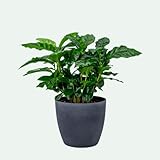 Coffea arabica – Kaffeepflanze – pflegeleichte Zimmerpflanze im Topf Ø 12 cm, ca. 30 cm hoch – frisch, grün & dekorativ