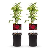 GreenboutiQ - Kletterrose - Rosa Red Climber - Blüte Rot - Wenig Pflege - 2 Pflanzen - Topf 11cm Höhe 40cm