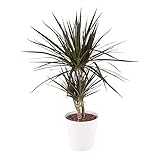Drachenbaum, Dracaena Marginata, echte Zimmerpflanze, Topfgröße 17 cm, Höhe circa 70 cm, Zimmerpflanzen für die Wohnung oder das Büro, pflegeleicht, Pflanzenversand