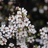 500 Pcs Manuka Pflanze Samen - Bonsai Tree Bäume Pflanzen, Blumensamen Gastgeschenk Manuka Samen Bio, Bäume Kaufen, Zimmerbonsai Bonsai Winterharte Pflanzen Für Garten, Ziersträucher