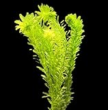 WASSERPFLANZEN WOLFF - ein Bund schöne Dichtblättrige Argentinische Wasserpest/Egeria Densa Sauerstoffpflanze für Kaltwasser und Warmwasser Aquarium