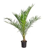 Bloomique - Phoenix Canariensis - Kanarische Dattelpalme - Palme - Balkonpflanzen Winterhart - Höhe 80-100 cm - Topf 19 cm