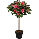 Gardeners Dream Japanische Azalee Winterhart (Azalea Japonica) - Azaleen Pflanzen Stamm - Rhododendron Pflanze - Winterharte Pflanzen für Garten - Rot - Gesamthöhe von den Wurzeln ca. 75 cm