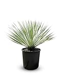 Sunny Tree - Yucca Rostrata - Palme - 50/60 Zentimeter - Winterhart- Palmlilie