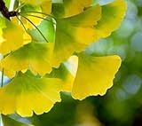 Fresh - Semi per albero Ginkgo Biloba, 10 pezzi, colore: Giallo Verde