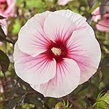 XXL Riesenhibiskus ‘Carousel Pink Candy’ – Hibiscus moscheutos | Winterharter Staudenhibiskus mit riesigen rosa Blüten, pflegeleicht, ideal für Garten, Terrasse & Balkon
