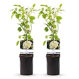 GreenboutiQ - Kletterrose - Rosa White Climber - Blüte Weiß - Wenig Pflege - 2 Pflanzen - Topf 11cm Höhe 40cm