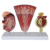 Lehrmodell Anatomie, Nieren anatomisches Modell - Human Nierengerät Modell glomeruläres Harnsystem Modell, Pvc. Material Human Anatomy Science-Modelle - for ärztliche Bildungshilfe