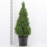 Picea glauca ‘Conica’ ca. 50 cm – Zuckerhutfichte (Zwerg­konifere) – kompakt, winterhart & ganzjährig grün – ideal für Garten, Terrasse oder als Kübelpflanze