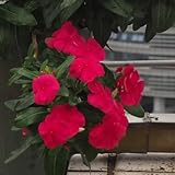 immergrüne pflanzen winterhart samen - blumenwiese samen, steingartenpflanzen winterhart immergrüne samen, blumen balkon, garten geschenke für frauen kletterpflanzen winterhart, bio 150pcs