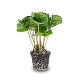 urbanjngl.com - Coffea Arabica - Kaffeepflanze - Terrarienpflanze