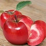 Apfelbaum 'Red Loove' Rote Früchte Winterharter Obstbaum 80-140 cm, Aromatische Süße Früchte, Wurzelnackte Obstbaume, Apfel, Malus domestica, Mehrjährig, Ideal für Garten & Obstwiese