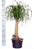 Elefantenfuß, (Beaucarnea recurvata), pflegeleichte Zimmerpflanze (23cm Topf, ca. 65-75cm hoch)