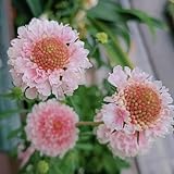 skabiose samen mehrjährig winterharte pflanzen für garten, winterharte blumen witwenblume samen blumensamen mehrjährig winterhart seltene pflanzen, wohnzimmer deko deko blumen, bonsai 100pcs