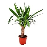 Exotenherz Exotenherz - Palmlilie - Yucca palme - 1 Pflanze - pflegeleicht - luftreinigend - 12cm Topf
