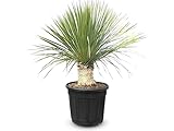 Sunny Tree - Yucca Rostrata - Palme - Stammhöhe 20/25 cm - 120 cm - Winterhart- Palmlilie