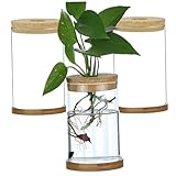 3PCS -Anlagen -Propagationsstation, transparente Deckelverteilungsstationen mit Tray Hydroponic DIY -Propagationsgläser für Home Office -Desktop, geradeaus