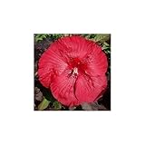 XXL Hibiscus Carousel Geant Red – Riesenhibiskus Staudenhibiskus mit Riesigen Roten Blüten, Winterhart, Mehrjährig, Blickfang für Garten & Terrasse, Pflegeleicht