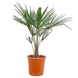 Bloomique - Trachycarpus Fortunei - Chinesische Hanfpalme - Palmen Winterhart Draußen - Höhe 70-80 cm - Topf 24 cm