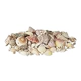 Relaxdays Muschel Deko im Set, Mix mit großen Meeresschnecken, Jakobsmuscheln, Stranddeko zum Basteln, maritim 1kg, bunt