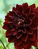 Kiepenkerl 730519 Seerosen-Dahlien Arabian Night dunkelrot, 1 Stück Blumenzwiebel Dahlie, mehrjährig