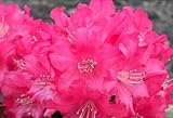 Ball-Rhododendron Leuchtfeuer - Rhododendron yakushimanum - 30-40cm