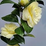 100 Pcs Kamelie Pflanze Winterhart Samen - Kamelien Baum Samen, Balkonpflanzen, Bonsai Tree, Flower Seeds Kamelie Samen, Baumsamen Bäume Garten Winterhart, Schnittblumen Samen Exotische
