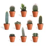 DutchLeafs Mini-Kakteen Mix 10 Stück Verschiedene Kakteen im Ø 7 cm Terrakotta Blumentopf - Kleine Pflanzen Mischung Kakteen Starter Set Pflegeleichte Zimmerpflanzen - Höhe 8-15 cm