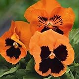 100 Stück orange Stiefmütterchen-Blumensamen