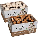 Hawlik Pilzbrut - 2x Champignon Pilzkulturen Zuchtbox - Pilze züchten für Anfänger - Pilzzuchtset klein - Pilzkultur Steinchampignons & weiße Champignons