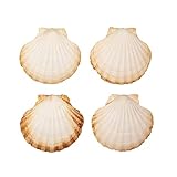 Finoly Große Natürliche Muschelschalen Jakobsmuscheln Muscheln 10x11 cm Paket 4/8/12/16 Stück | Jakobsmuschel Schalen für die Küche Dekoration Handwerk DIY (4, Rund)