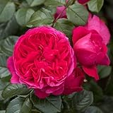 Kletterrose 'Deep Love'®, rot-violett, Topf 5 Liter