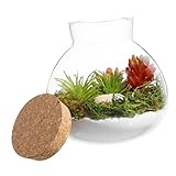 ifundom Rundes Terrarium Glasflasche mit Korkstopfen Durchsichtiges Mikrolandschaft Gefäß für Pflanzen Dekoratives Versiegeltes Ökosystem Vielseitige Flasche für Wohnraumgestaltung