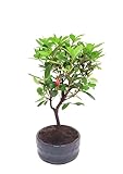 Bonsai Baum mit Keramik Blumentopf - Rhododendron - ca. 6 Jahre 12 cm Schale, Azalea Bonsai Blumen züchten