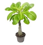 Brighamia Insignis Hawaii Palme – 40 cm hohe exotische Zimmerpflanze, auch bekannt als Hawaiipalme oder Tropenpflanze für Zuhause und Garten