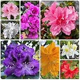 rhododendron gartenblumen zimmerpflanzen, seltene azalee kletterpflanzen winterhart, bio balkon steingartenpflanzen 10samen